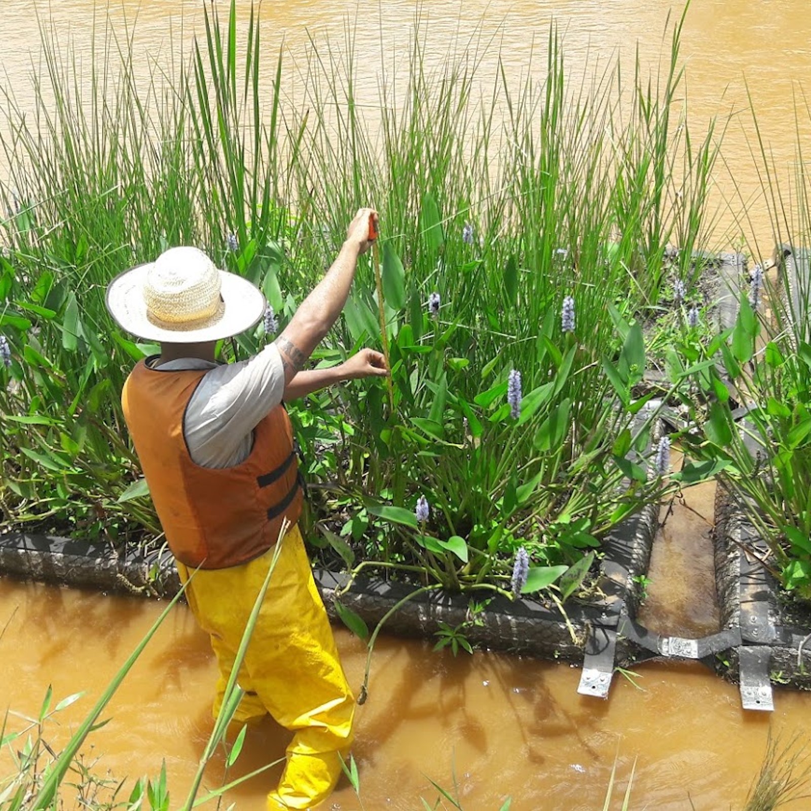 Técnico da LiaMarinha monitorando ilha flutuante vegetada instalada no rio Gualaxo do Norte, Mariana MG